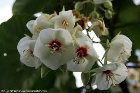 Image result for Dombeya burgessiae