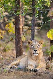 Female Asian Lion Asiatic Lion World Lion Day Gir Forest