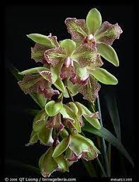 Looks Like A Peloric Cymbidium Cymbs Are On My Must Have List If I Ever Get A Windowsill Again Cymbidium Orchids Orchid Flower Beautiful Orchids