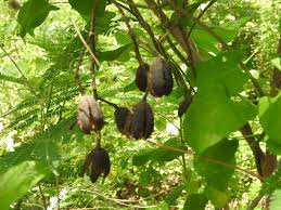 Image result for Cedrela