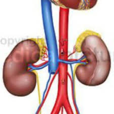 The thyroid ima artery (thyroidea ima artery, arteria thyroidea ima, thyroid artery of neubauer or the lowest thyroid artery) is an artery of the head and neck. Incisura Thyroidea Inferior Doccheck Flexikon