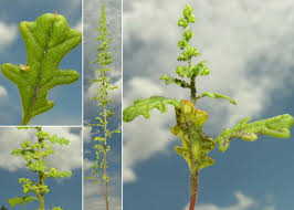 Image result for Dysphania schraderiana