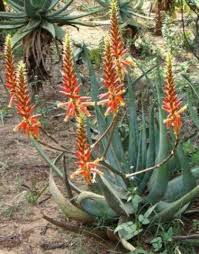 Image result for Aloe pienaarii