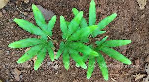 Image result for Lygodiaceae