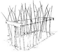 How to build a raspberry trellis. Raspberries For The Home Garden 7 001 Extension