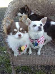 Teacup chihuahuas of the deer head variety, teacup chihuahuas of the apple head variety, long haired chihuahuas, toy chihuahuas, and even the extremely tiny variety known as micro teacup chihuahuas for sale. Long Hair Chihuahua Puppies For Sale In Dallas Texas Classified Americanlisted Com