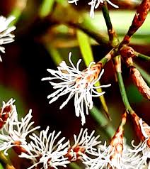 Image result for Hypolytrum