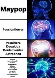 Image result for Basananthe pedata