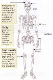 All the bones of the skull except the lower jaw are joined firmly together by fixed joints called sutures ø sinuses. What Is The Function Of The Human Skeleton A Plus Topper