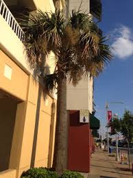 While the southern portion of arizona has a desert climate, the northern experiences moderate temperatures during summer and even snowfall during winter. Palm Tree In Virginia Beach Virginia Virginia Beach Va Virginia Beach Virginia