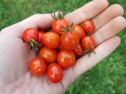Plant deeper than they were growing in the containers as it makes a stronger roots system. Tomato Candyland Red F2 Seeds Certified Organic Garden Hoard Certified Organic Heirloom Seeds Grown In Michigan By Renegade Acres