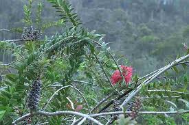 Image result for Melaleuca hypericifolia