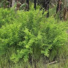 Image result for Acacia farnesiana