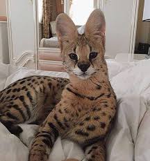 Find your spirit animal and discover more power animals and totems. É›Ê‚É¬à½žÉ›É©É©a Beautiful Serval Pets Serval Cats Cute Animals