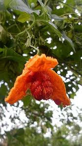 Image result for Momordica balsamina