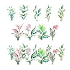 Image result for Arundinella nepalensis