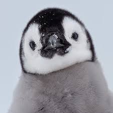 Pin By Nigli On Penquins In 2020 Photoshopped Animals Baby Penguins Cute Penguins