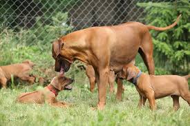 Aus ihrer vermischung mit den europäischen rassen der siedler entstand der rhodesian ridgeback. Rhodesian Ridgeback Welpen Welpenknigge De