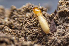 The structural pest control board (spcb) is a part of the department of consumer affairs. Termite Control Archives Northwest Exterminating