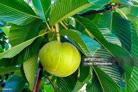 Image result for Dillenia indica