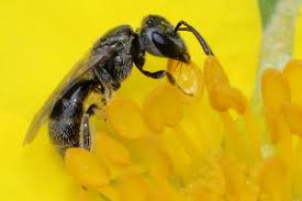 Image result for cornish black bee