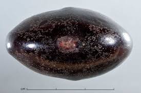 Image result for Entada gigas