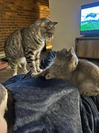 Terrence Ring (@terrenceringtrucking) • Instagram photos and videos