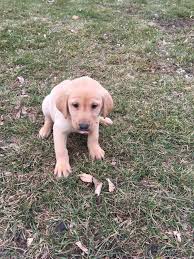 Showcasing a beautiful selection of puppy dogs for sale, our pups are brimming with lots of love and cuteness. Labrador Retriever Puppies For Sale Freeport Mn 285132