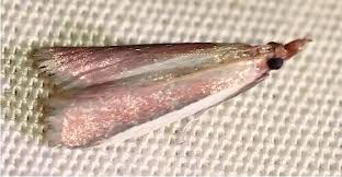 Image result for Telechrysis tripuncta