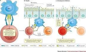 Image result for Immune Checkpoint Inhibitor