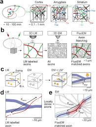 Maybe you would like to learn more about one of these? Fluoem Virtual Labeling Of Axons In 3 Dimensional Electron Microscopy Data For Long Range Connectomics Biorxiv