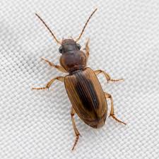 Image result for Heteromorpha stenophylla