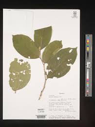 Image result for Celtis zenkeri