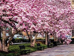 Delivery and planting service available. Jane Magnolia Trees For Sale Buy Jane Magnolias The Tree Center