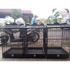 Masalah lainnya juga bisa disebabkan karena terserang penyakit dan bisa dilihat dari bentuk kotoran burung yang ada di bawah sangkar. Sangkar Burung Kacer Kenari Kapas Tembak Jalak Suren Dan Lainnya Shopee Indonesia