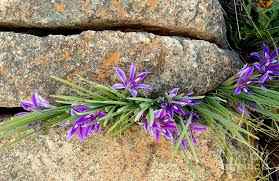 Image result for Babiana