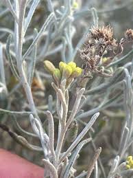 Image result for Geigeria schinzii