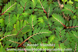 Image result for Phyllanthus beillei
