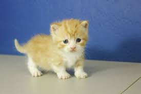 Garfield Orange Mitted Tabby Munchkin Cat Kitten From Www Ragdollkitten Us Munchkincat Munchkin Cat Cat Noises Cat Adoption