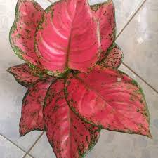 Aglaonema Katrina Jual Tanaman Hias Rp 125 000 Tiara Red Anjamani Red Star Dust Legacy Pinkbeauty Suksomjaipong Whiteanjamani Pin Instagram Image Watermelon