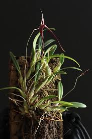 Image result for Bulbophyllum oreonastes