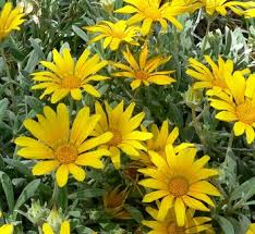 Image result for Gazania krebsiana