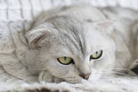 En Guzel 10 Kedi Cinsi Miyavliyo