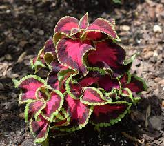 Image result for Coleus gracillimus