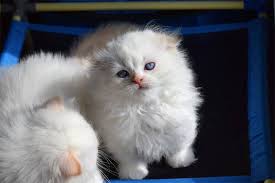 Cats for sale in jeddah. Healthy Munchkin Kittens For Sale Perthshire Kilt Cattery