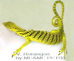 14 Monitores Ideas Monitor Lizard Reptiles And Amphibians Reptiles