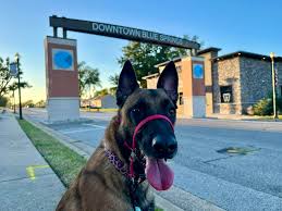 Anyone know of a place where I can drop my dog off at doggie daycare.  Wanting her to get exercise