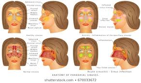 Nasal Anatomy Stock Illustrations Images Vectors