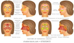 nasal anatomy stock illustrations images vectors