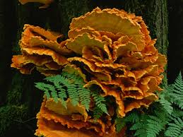 Image result for Gnidia stenophylla